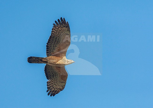 Crested Honey Buzzard (Pernis ptilorhynchus) migrating over Happy Island on the east coast of China. stock-image by Agami/Marc Guyt,