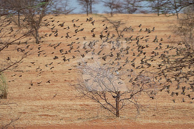 Flock of Sudan Golden Sparrows, Passer luteus, foraging on the ground in Senegal. stock-image by Agami/Dani Lopez-Velasco,