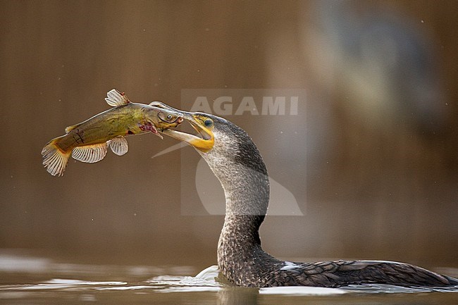 Aalscholver met een gevangen vis in zijn snavel; Great Cormorant (Phalacrocorax carbo) with caught fish stock-image by Agami/Bence Mate,
