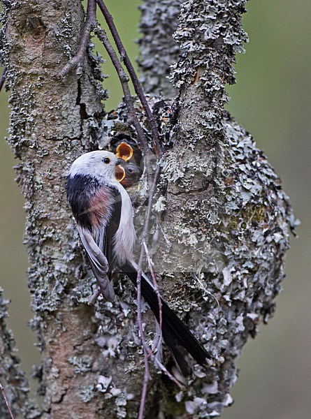 Staartmees; Long-tailed Bushtit stock-image by Agami/Markus Varesvuo,