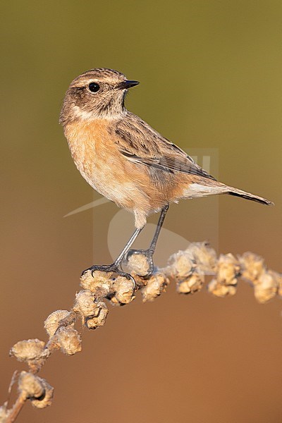 European Stonechat (Saxicola rubicola), side view of an adult female perched on a stem, Campania, Italy stock-image by Agami/Saverio Gatto,