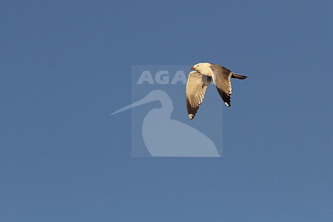 Mongolian gull (Larus mongolicus) adult in flight stock-image by Agami/James Eaton,