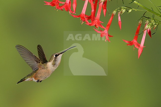 Adult female Lucifer Hummingbird (Calothorax lucifer) flying below small red flowers in Brewster County, Texas, USA. stock-image by Agami/Brian E Small,