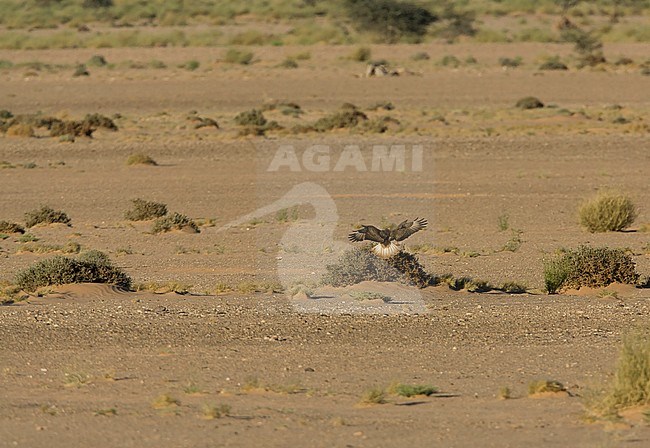 Atlas Long-legged Buzzard (Buteo rufinus cirtensis) landing on low scrub in desert of Morocco. Seen on the back, showing upper wings. stock-image by Agami/Rafael Armada,