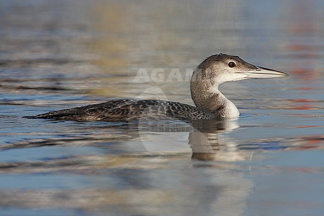 Eerste winter IJsduiker, First winter Common Loon stock-image by Agami/Karel Mauer,