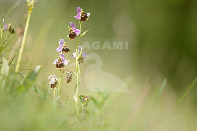 Late spider orchid, hommelorchis, Ophrys holoserica stock-image by Agami/Wil Leurs,