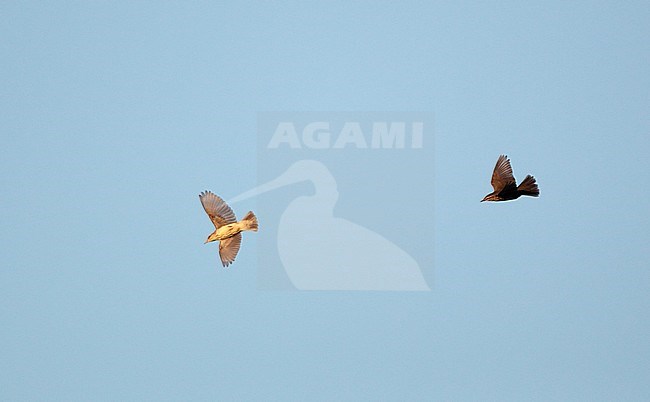 Two Northern Waterthrushes (Parkesia noveboracensis) migrating over Higbee Beach, Cape May, New Jersey in USA. stock-image by Agami/Helge Sorensen,