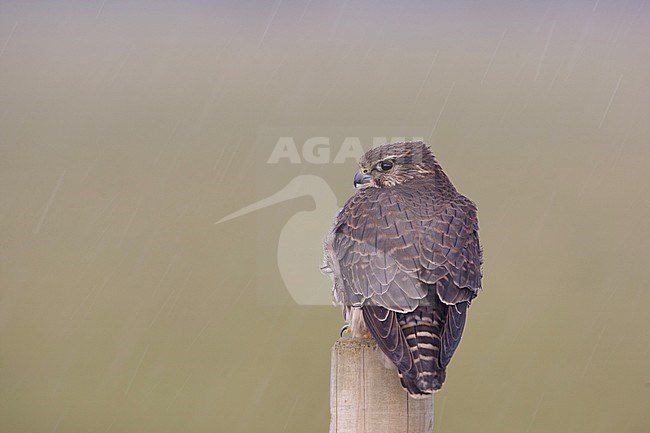 Smelleken; Merlin (Falco columbarius) stock-image by Agami/Arie Ouwerkerk,