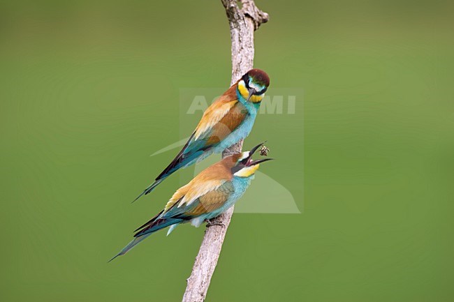 Bijeneter met voer op tak; European Bee-eater with food on perch stock-image by Agami/Marc Guyt,