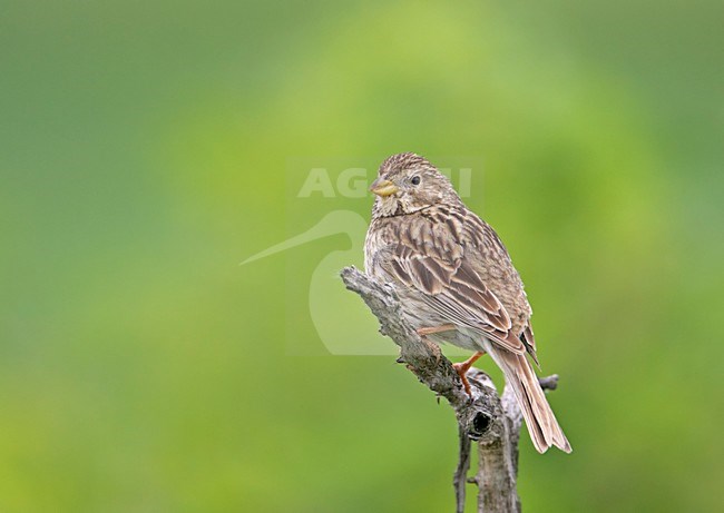 Grauwe Gors zittend op tak; Corn Bunting perched on a branch stock-image by Agami/Markus Varesvuo,