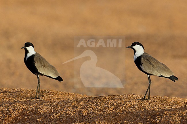 Sporenkievit aan de grond; Spur-winged Plover on the ground stock-image by Agami/Daniele Occhiato,