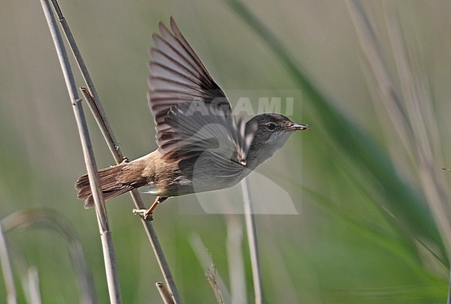 Adult Eurasian Reed Warbler (Acrocephalus scirpaceus) taking off from a reed stem in Denmark during summer. stock-image by Agami/Helge Sorensen,