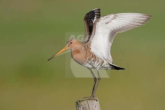 Grutto landend op paal; Black-tailed Godwit landing on pole stock-image by Agami/Arie Ouwerkerk,