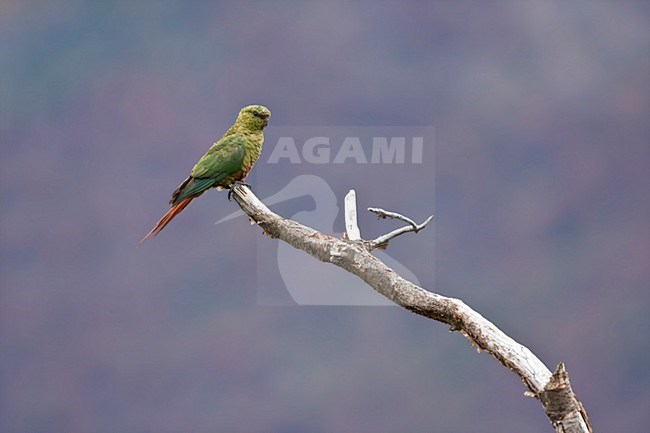 Magelhaenparkiet, Austral Parakeet, Enicognathus ferrugineus stock-image by Agami/Marc Guyt,