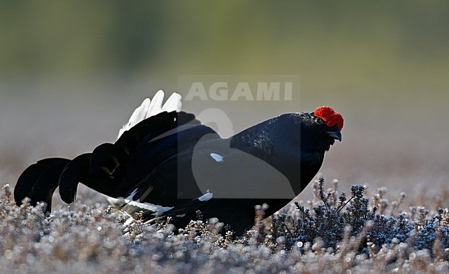 Mannetje Korhoen, Black Grouse male stock-image by Agami/Markus Varesvuo,
