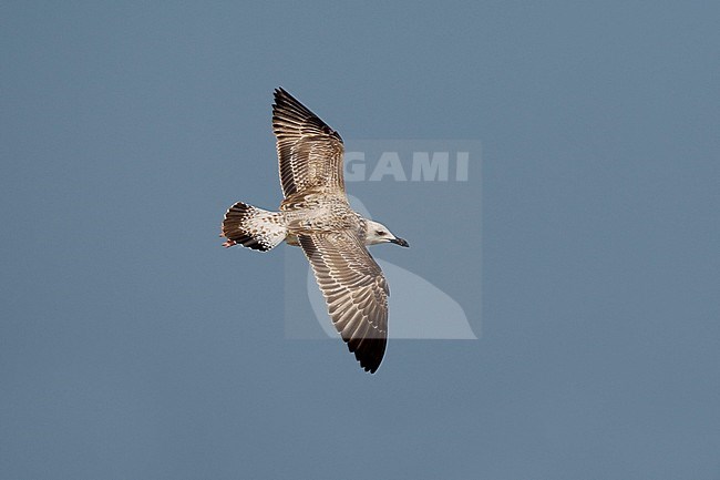 Onvolwassen Pontische Meeuw, Caspian Gull immature stock-image by Agami/Daniele Occhiato,