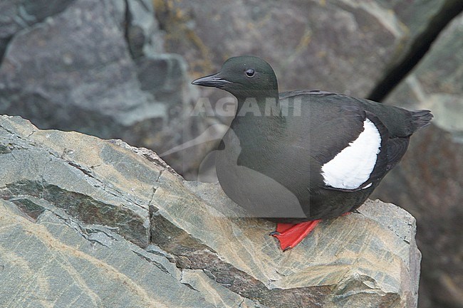 Black Guillemot (Cepphus grylle) perched on a cliff off Newfoundland, Canada. stock-image by Agami/Glenn Bartley,