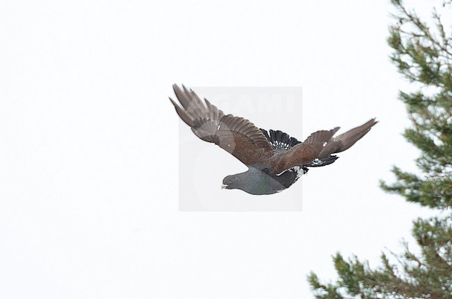 Western Capercaillie (Tetrao urogallus) during a cold winter in Northern Finland. Male taking off from a large pine tree. stock-image by Agami/Marc Guyt,