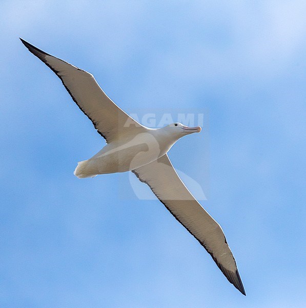 Southern Royal Albatross (Diomedea epomophora) in flight over the southern Pacific ocean of subantarctic New Zealand. Gliding overhead. stock-image by Agami/Marc Guyt,