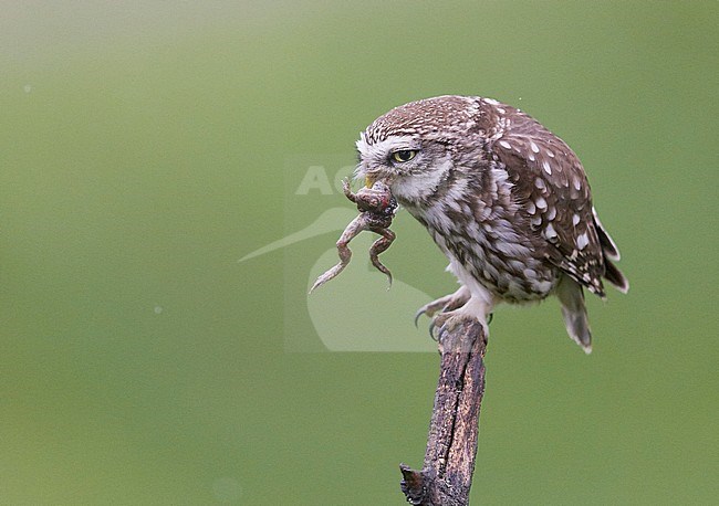 Little Owl (Athene noctua) Hungary May 2016 stock-image by Agami/Markus Varesvuo,