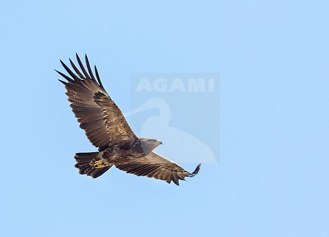 Adult Lesser Spotted Eagle, Clanga pomarina, in Romania. stock-image by Agami/Ralph Martin,