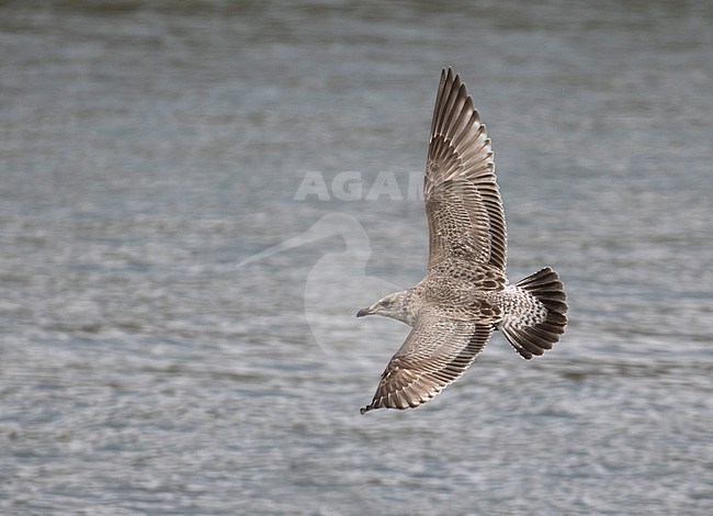 First-winter Slaty-backed Gull (Larus schistisagus) wintering in the harbour of Rauso on Hokkaido in Japan. Seen in flight, showing upper wing and tail pattern. stock-image by Agami/Josh Jones,