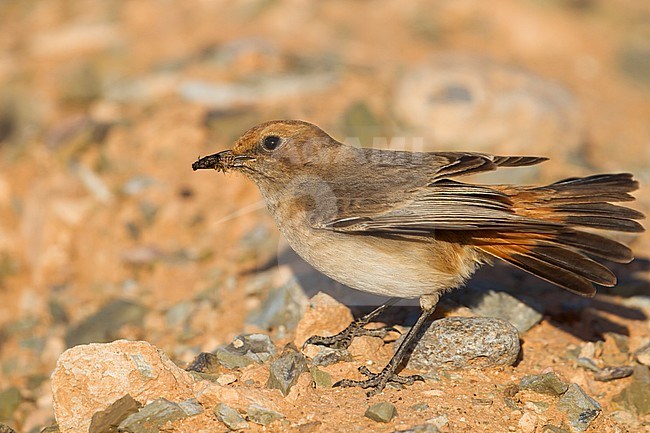 Red-rumped Wheatear - Fahlbürzel-Steinschmätzer - Oenanthe moesta, Morocco, adult female stock-image by Agami/Ralph Martin,