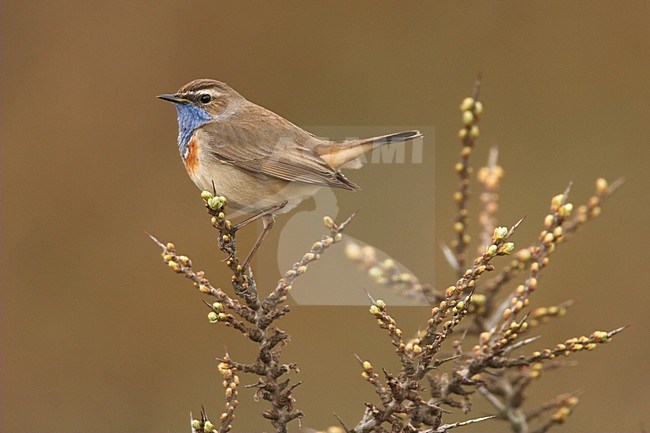 White-spotted Bluethroat subspecies cyanecula perched on bush Netherlands, Witgesterde blauwborst ondersoort cyanecula zittend op struik Nederland stock-image by Agami/Menno van Duijn,