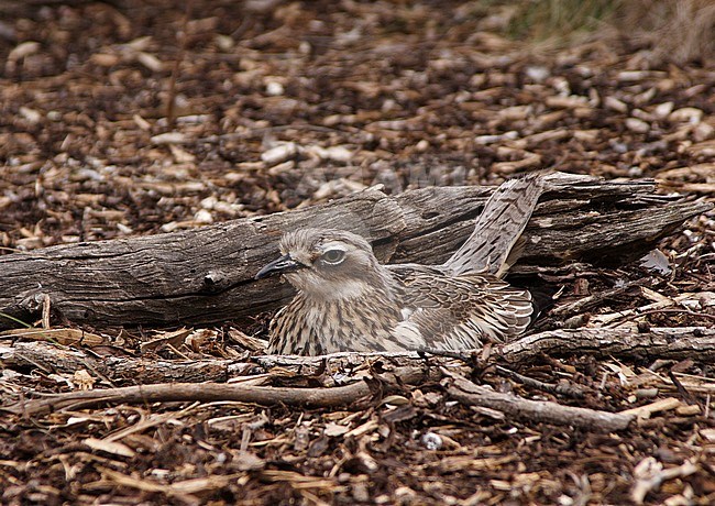 Bush Stone-Curlew (Burhinus grallarius), also known as Bush Thick-knee, a ground-dwelling bird endemic to Australia. Sitting on its nest. stock-image by Agami/Andy & Gill Swash ,