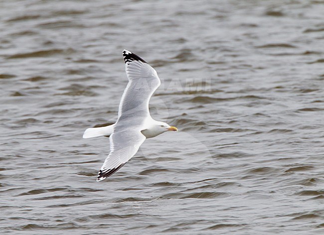 Zilvermeeuw in de vlucht; Herring Gull in flight stock-image by Agami/Roy de Haas,