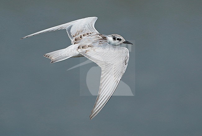 Whiskered Tern (Chlidonias hybrida), juvenile in flight, seen from the side, showing upperwing stock-image by Agami/Fred Visscher,