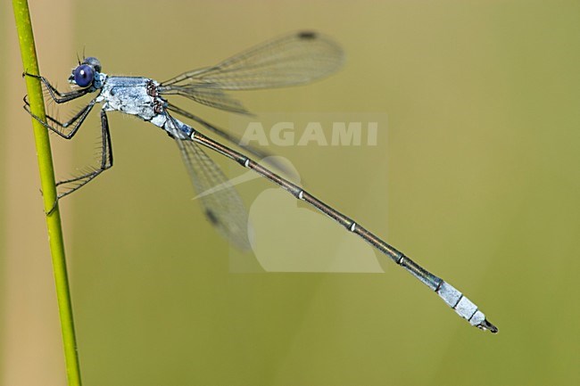 Mannetje Grote pantserjuffer, Male Lestes macrostigma stock-image by Agami/Wil Leurs,