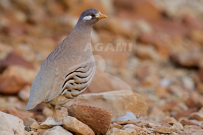 Mannetje Arabische Woestijnpatrijs, Male Sand Partridge stock-image by Agami/Daniele Occhiato,