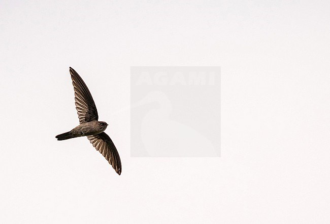 Marquesan Swiftlet (Aerodramus ocistus), endemic to French Polynesia. stock-image by Agami/Pete Morris,