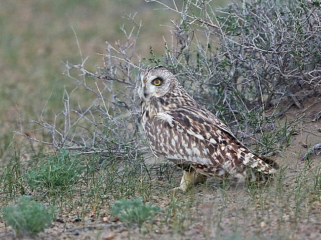 Short-eared Owl (Asio flammeus flammeus) resting on the groud but alert. stock-image by Agami/Andy & Gill Swash ,