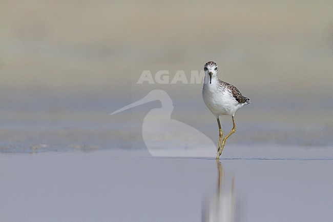 Marsh Sandpiper - TeichwasserlÃ¤ufer - Tringa stagnatilis, Oman, adult, nonbreeding stock-image by Agami/Ralph Martin,