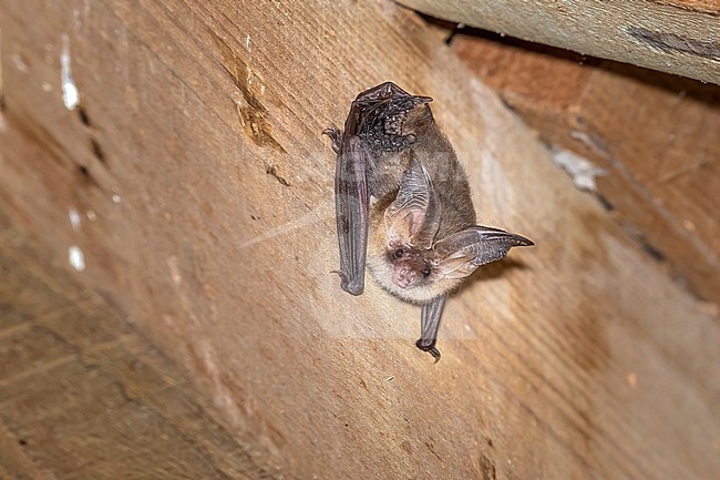 Brown long-eared Bat aka Common long-eared Bat (Plecotus auritus) sitting in a private garage in Rochefort, Namur, Belgium. stock-image by Agami/Vincent Legrand,