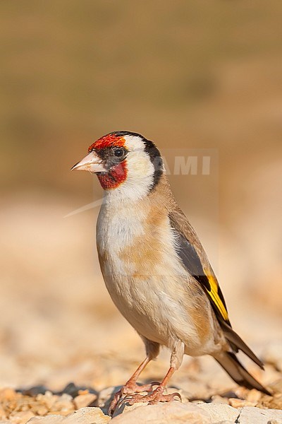 European Goldfinch, Putter,  Carduelis carduelis ssp. balcanica, Croatia, adult female stock-image by Agami/Ralph Martin,