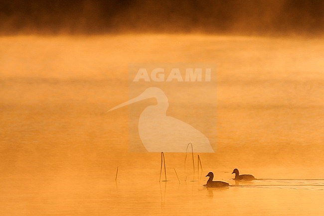 Eurasian Coot - Blässhuhn - Fulica atra ssp. atra, Turkey, adult stock-image by Agami/Ralph Martin,