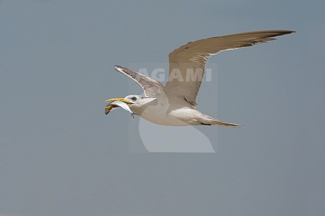 Grote Kuifstern in vlucht; Swift Tern in flight stock-image by Agami/Daniele Occhiato,