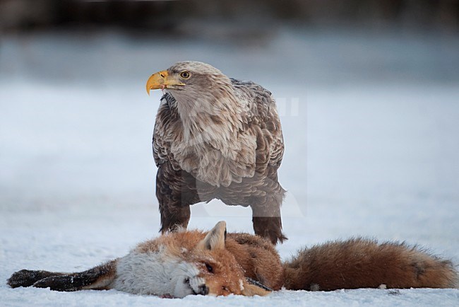 Zeearend etend van een dode vos; White Tailed Eagle eating from a dead Fox. stock-image by Agami/Han Bouwmeester,