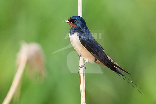 Barn Swallow (Hirundo rustica), side view of an adult perched on a reed, Campania, Italy stock-image by Agami/Saverio Gatto,