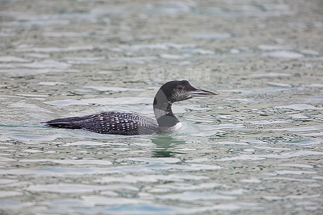 Adult winter Great Northern Diver (Gavia immer) swimming in harbour of Terschelling, Netherlands. Netherlands, moulting to summer plumage. stock-image by Agami/Arie Ouwerkerk,