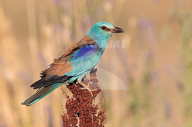 European Roller (Coracias garrulus), side view of an adult female perched on a Rumex crispus, Campania, Italy stock-image by Agami/Saverio Gatto,