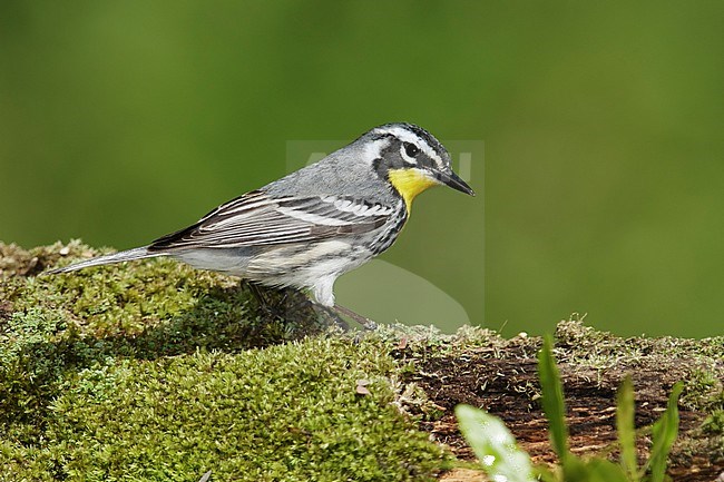 Adult 
Galveston Co., TX
April 2014 stock-image by Agami/Brian E Small,