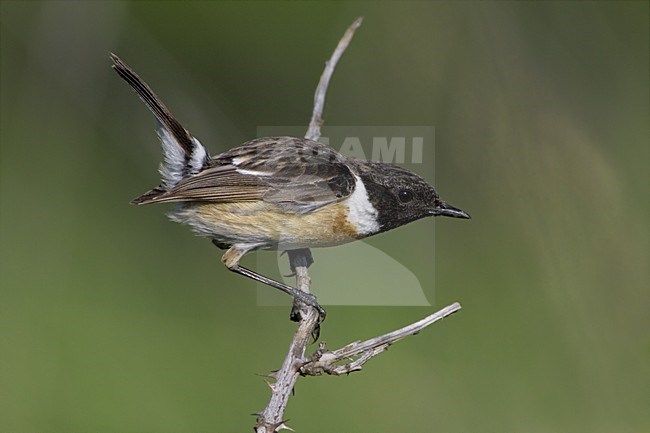 European Stonechat male perched; Roodborsttapuit man zittend stock-image by Agami/Daniele Occhiato,