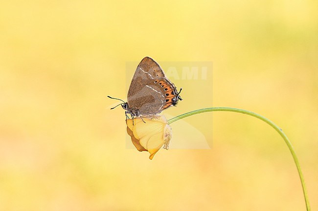 Black Hairstreak, Pruimenpage, Satyrium pruni stock-image by Agami/Wil Leurs,