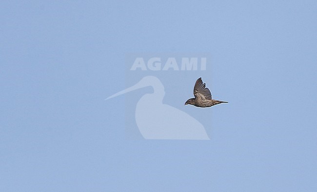 Juvenile Common Crossbill (Loxia curvirostra) in flight at Falsterbo, Sweden. stock-image by Agami/Helge Sorensen,
