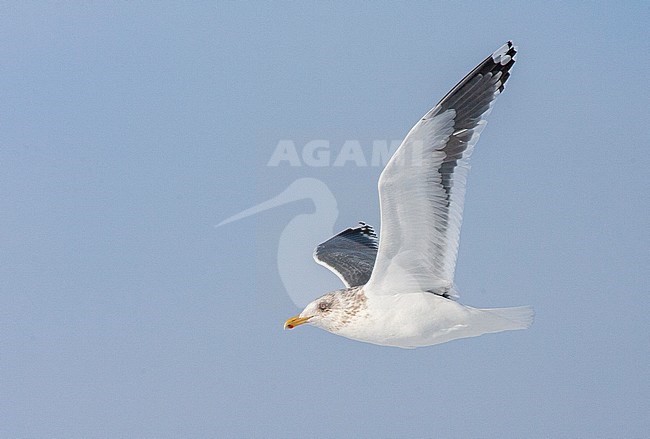 Slaty-backed Gull (Larus schistisagus) wintering on Hokkaido, Japan. Adult in winter plumage flying past, seen from below. stock-image by Agami/Marc Guyt,