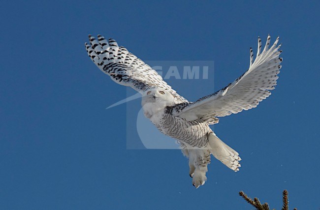 Opvliegende Sneeuwuil, Snowy Owl taking off stock-image by Agami/Markus Varesvuo,